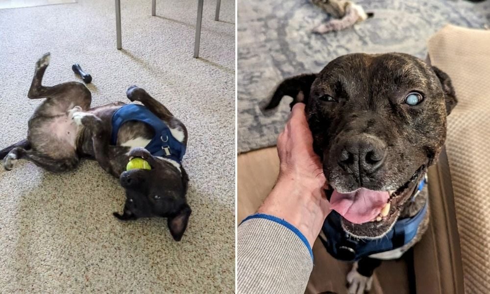 Adopted dog happy in his new home