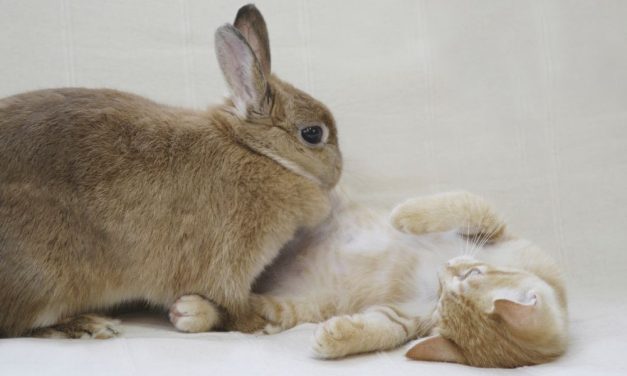 Rescued Rabbit Becomes Foster Mom to Kittens