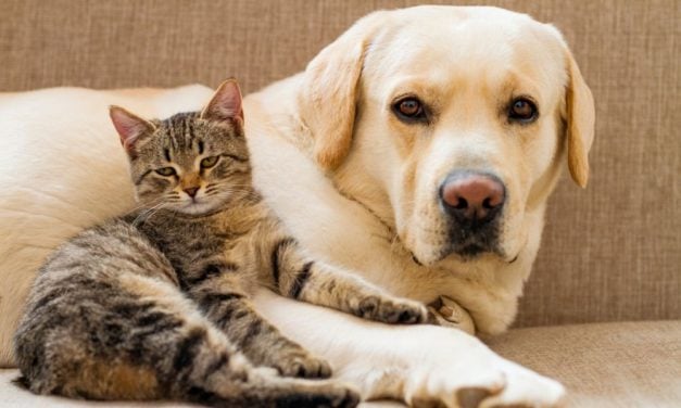 TX Law Keeps Cats and Dogs Out of the Hands of People Convicted of Animal Cruelty