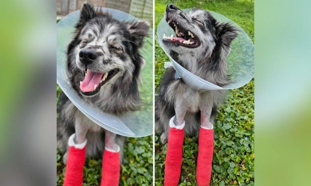 Puppy With Two Broken Legs Recovering After Community Helps Save His Life