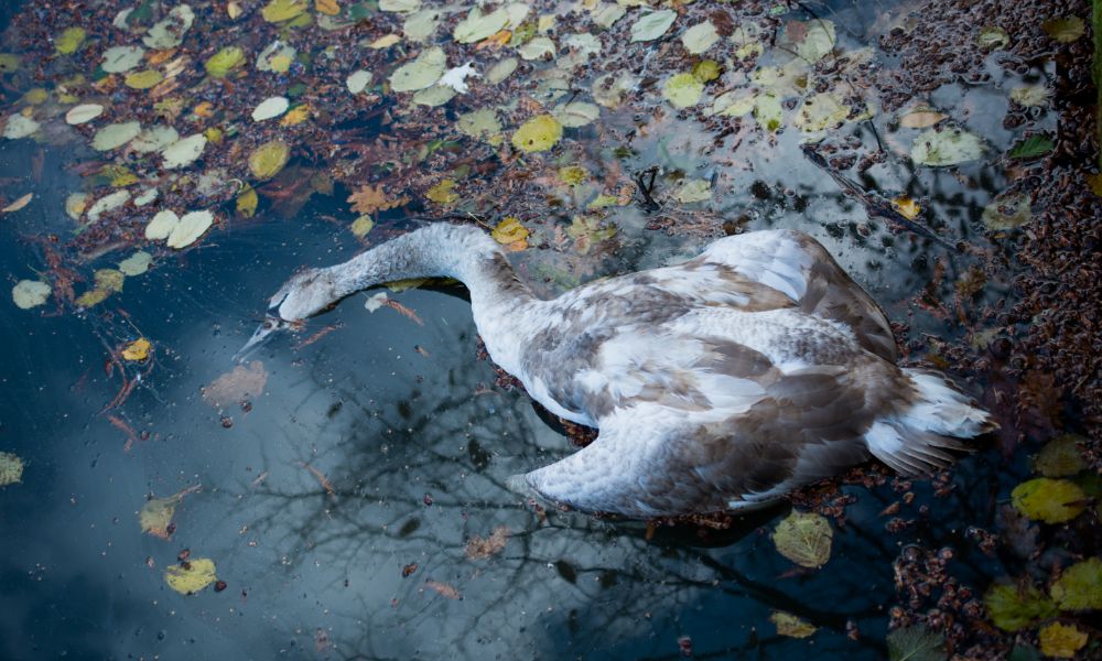 dead swan