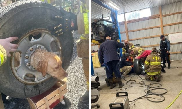 Curious Puppy Freed by Firefighters After Her Head was Stuck in a Tire Rim