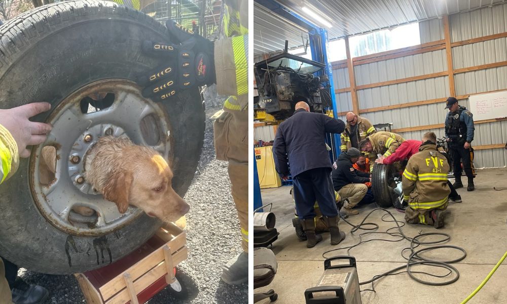 Side by side image of a dog being rescued from a tire rim