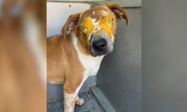 SIGN: Justice for Dog Whose Eyes Were Cruelly Covered in Spray Foam