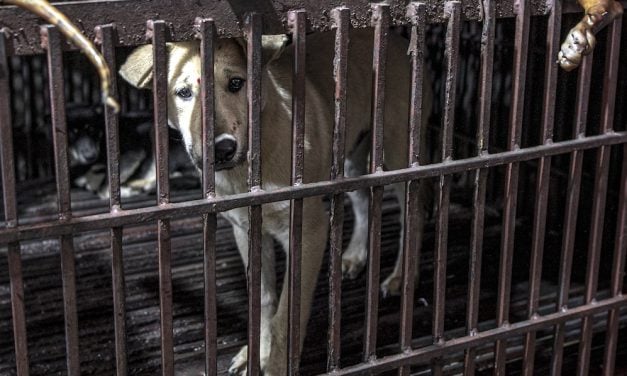 SIGN: End Vietnam’s Cruel Dog and Cat Meat Trade