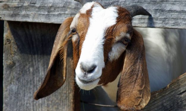 SIGN: Tell California to Allow State Fair Animals to Live
