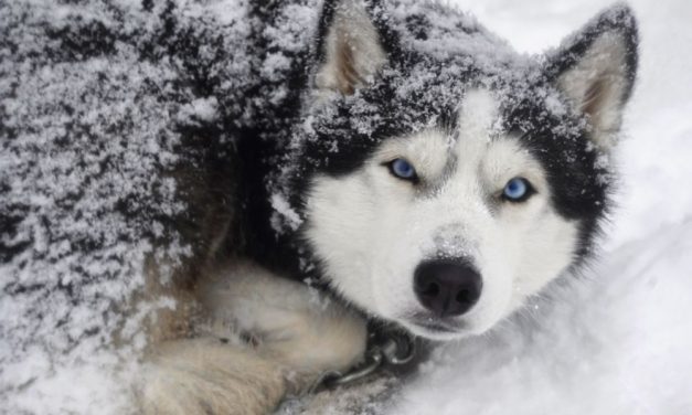 SIGN: End the Cruel Iditarod Race That Drives Dogs to Injury and Death