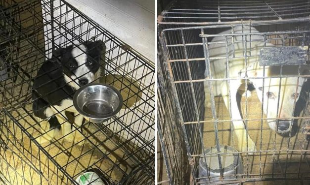 SIGN: Justice for Animals Found Caged, Malnourished, and Dead