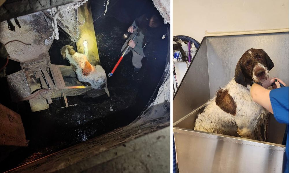 Dog rescued from storage bin