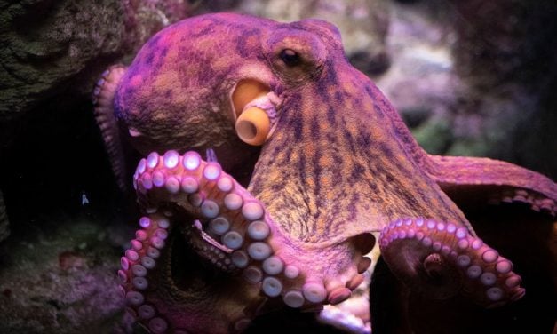 SIGN: Tell California It’s Time to Ban Cruel Octopus Farming