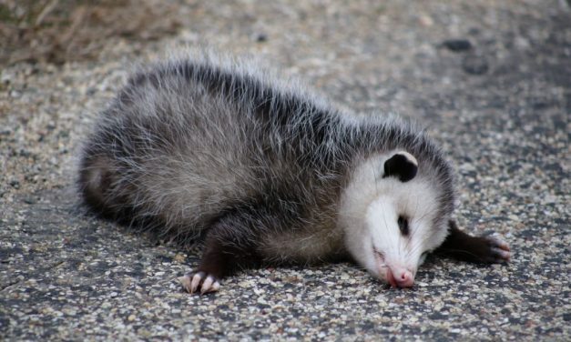 SIGN: Justice for Possum Beaten to Death with Metal Chairs in Horrifying Social Media Video