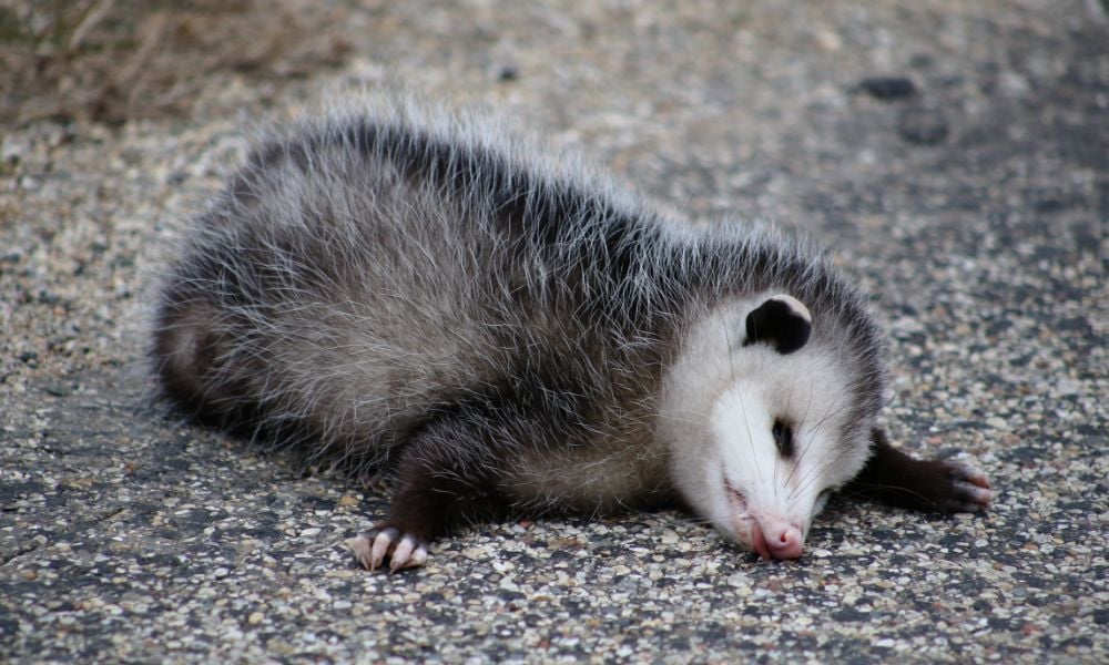 opossum on ground