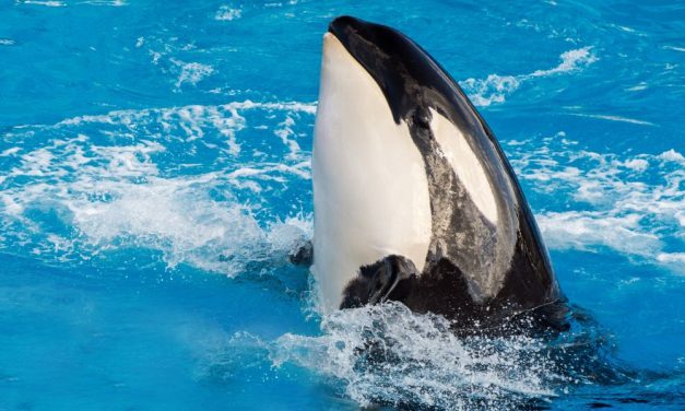 Miami Aquarium Evicted After Decades of Animal Welfare Violations