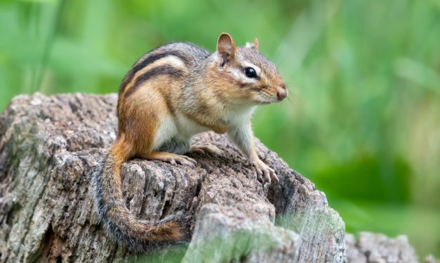 VICTORY! Ojai, California Becomes Second U.S. City to Ban Torturous Glue Traps