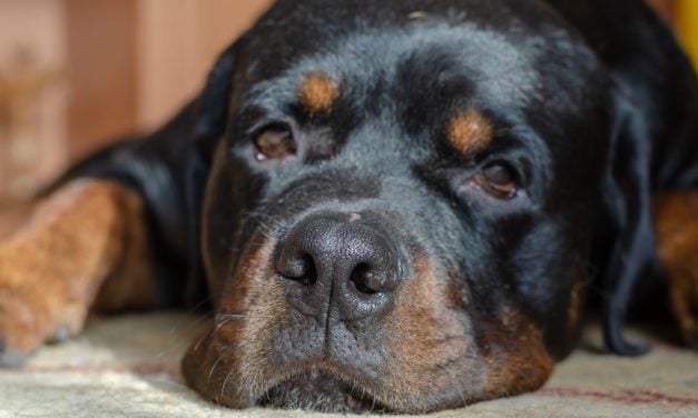 SIGN: Justice for Service Dog Shot in Indiana