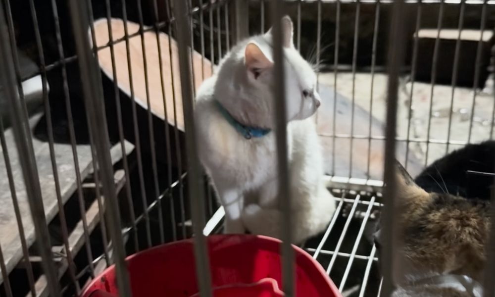 Cat with collar in cage
