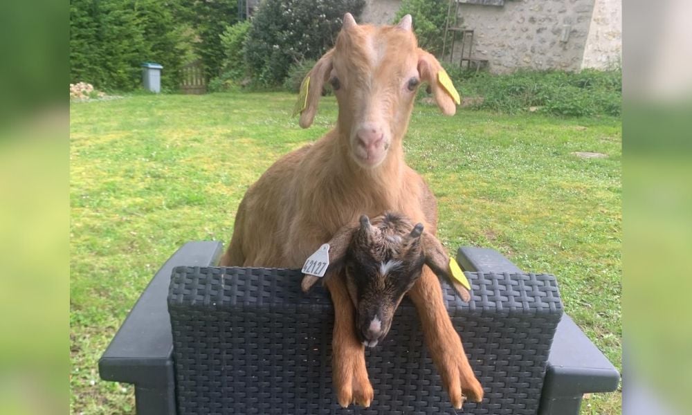 two goats playing on chair