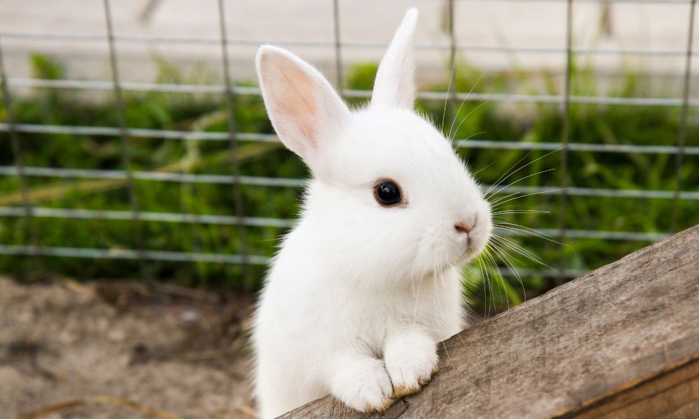 white bunny rabbit