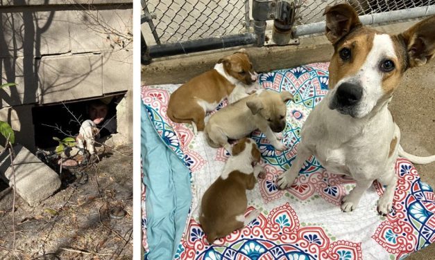 Mama Dog and Puppies Safe After Muddy Rescue on Officer’s First Week