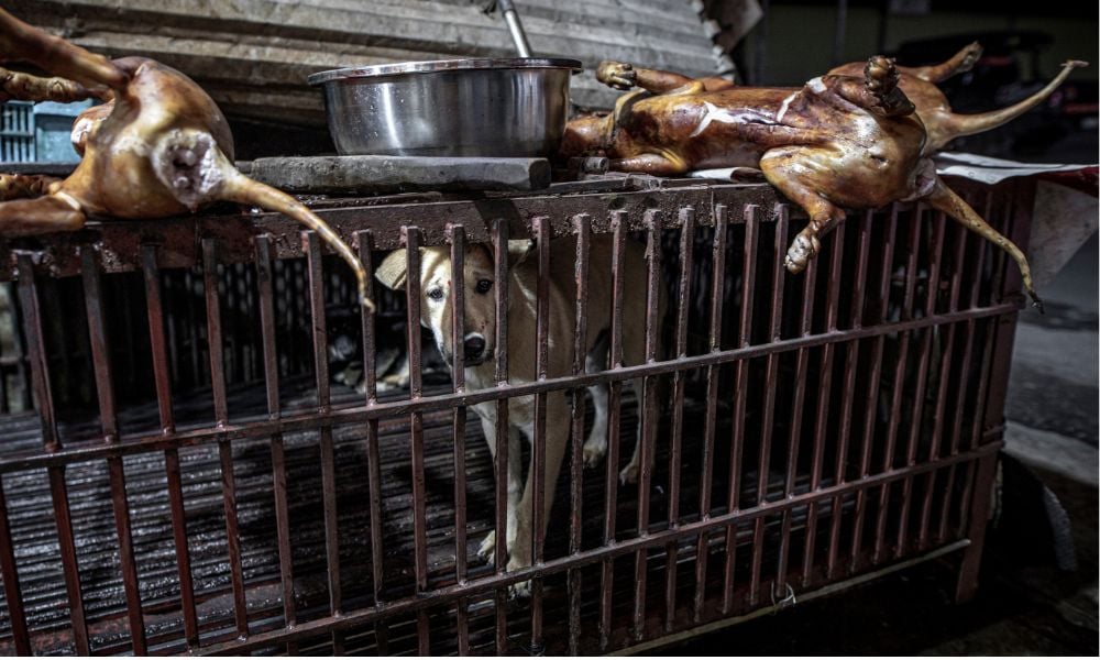 Dog in meat trade in Hanoi