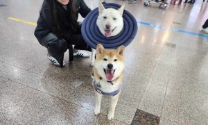 dogs rescued from South Korea