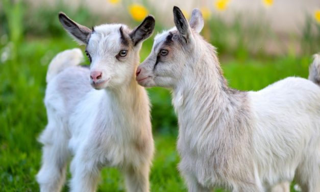 Goat Farmers Turn Dairy Farm Into Goat Sanctuary