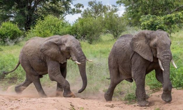 Elephants Finally Leaving Louisville Zoo and Headed to a Sanctuary