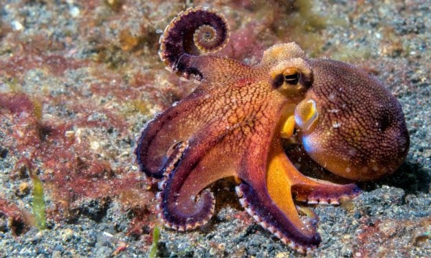 VICTORY! Octopus Farming is Now Prohibited in Washington