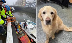 Golden Retriever being rescued from river