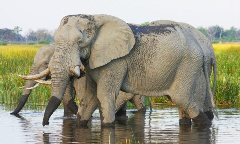 African elephants at a watering hole
