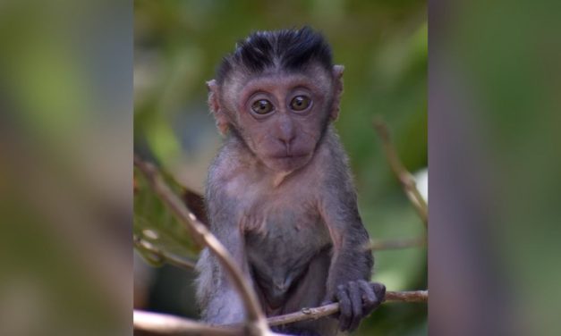 ‘Torture King’ Charged with Creating and Distributing Vile Baby Monkey Torture Videos