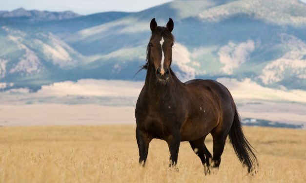 Progress for Wild Horses: BLM Budget for Cruel Roundups Cut by Congress
