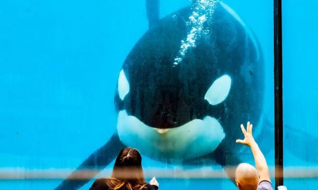 SIGN: Urge France to Allow Two Remaining Marineland Orcas to Live Together in Sanctuary