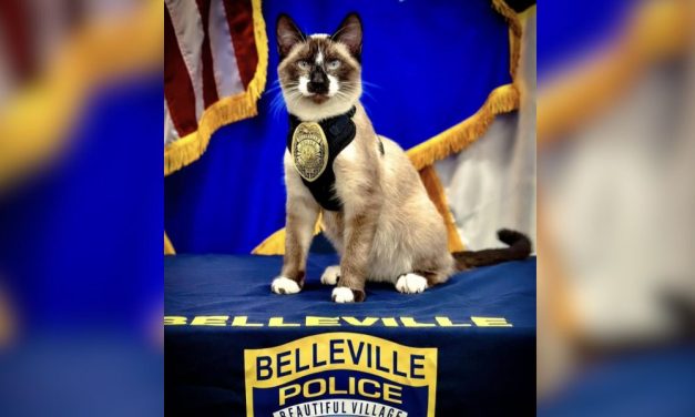 Stray Kitten Joins Small Wisconsin Police Department