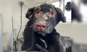 Ember the burned puppy