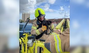 Cat rescued from chimney