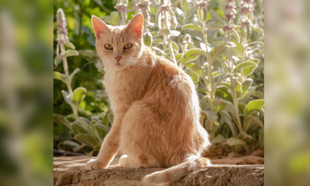 Beloved Feral Cats at Mexico’s Presidential Palace Enjoy Prestigious New Title & Lifelong Care
