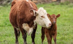 Mom cow and calf