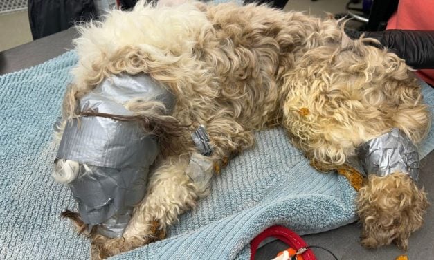 SIGN: Justice for Missing Dog Tossed in Dumpster with Head, Paws, and Tail Bound in Duct Tape