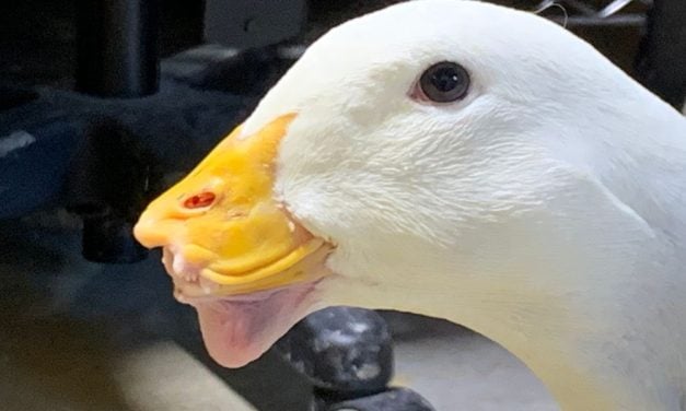 Injured Duck To Receive Custom 3D-Printed Bill From Texas University