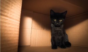 Kitten in box