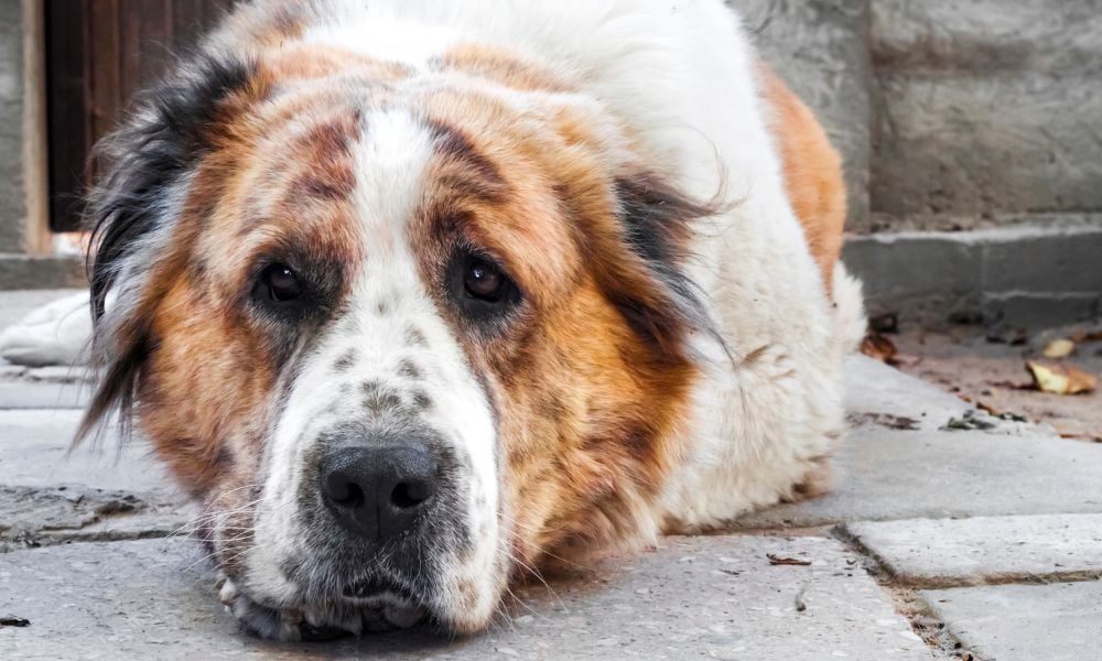 SIGN: Stop the Alleged Beating, Poisoning, and Killing of Turkmenistan’s Dogs & Cats
