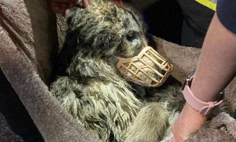 Giant Puppy Rescued from Contaminated UK Well After Being Trapped for Days