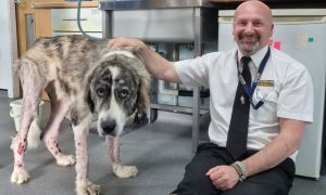 Badger the dog after rescue