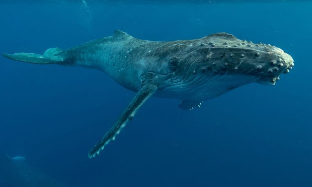 Indigenous Polynesian Groups Give Whales ‘Personhood’ to Recognize Their Right to a Healthy Ecosystem