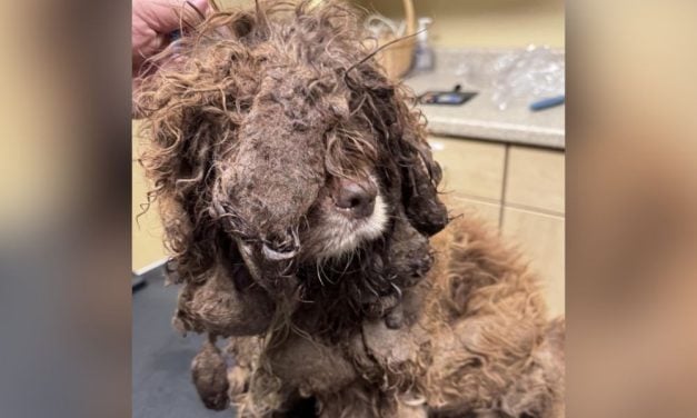 SIGN: Justice For 43 Neglected Dogs and Cats Kept in Deplorable Iowa Home