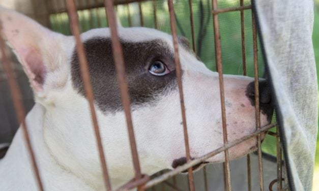 SIGN: Justice for Dog Found Starved to Death, Locked in a Cage, and Dumped in a Creek