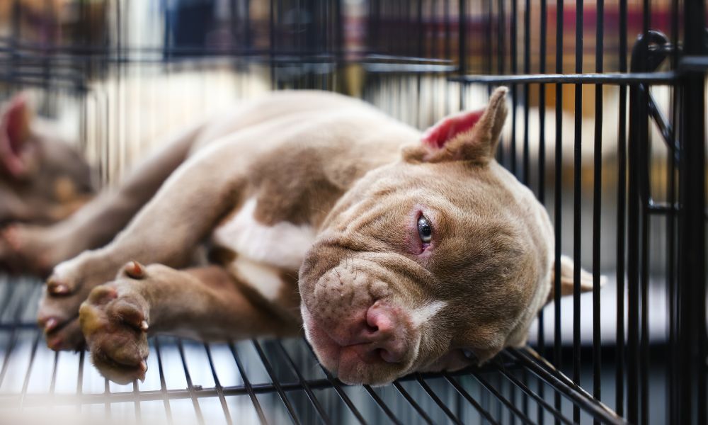 Puppy in cage