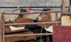 wild horses in a roundup