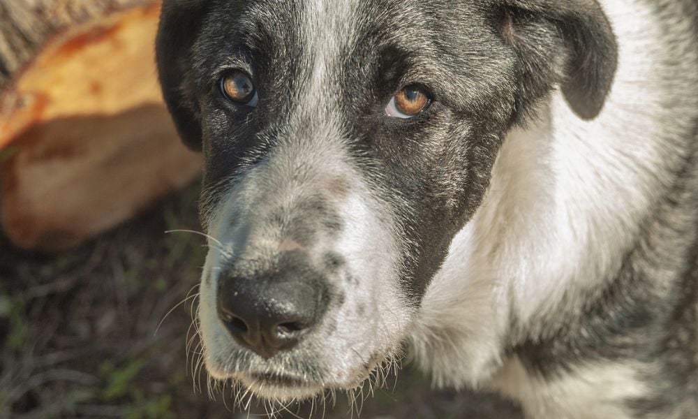 SIGN: Justice for Nearly 50 Sick Dogs Found Stuffed in Closets & Cupboards in Waste-Filled NYC Apartment